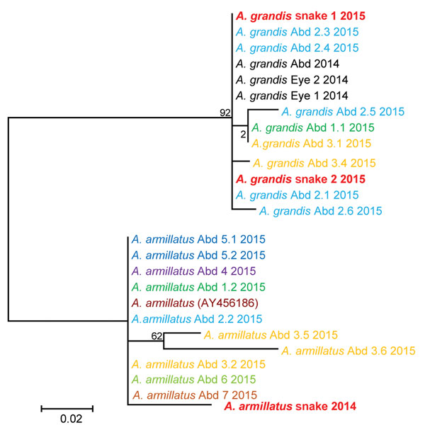 Molecular phylogenetic analysis of Armillifer spp. sequences obtained from humans and snakes in Sankuru District, Democratic Republic of the Congo, 2014–2015. Parasite cytochrome oxidase subunit I gene sequences from abdominal (Abd) surgery patient specimens (larval parasites) and from snake meats for sale at local markets (adult parasites) are shown. Human cases are numbered according to the patient and cyst numbers shown in the Table. Sequences obtained from the same patient share the same col