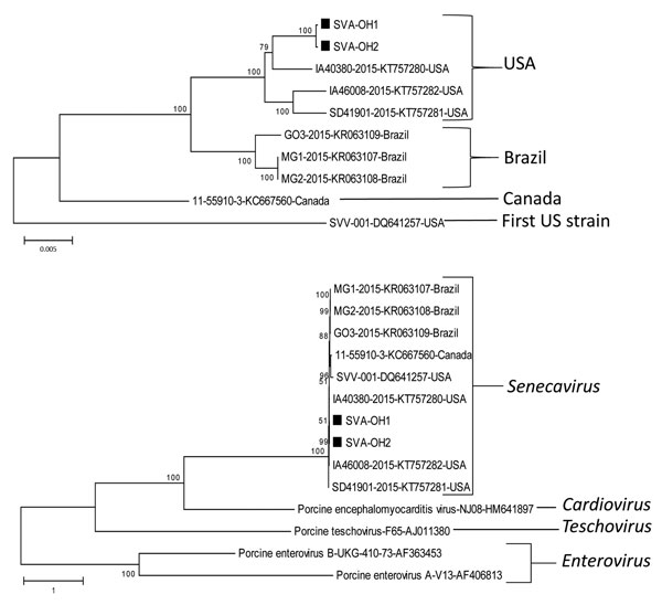 Phylogenetic trees constructed on the basis of the whole-genome sequences of isolates from the genera Senecavirus (SVA), Cardiovirus, Teschovirus, and Enterovirus of the family Picornaviridae, including the SVA-OH1 and -OH2 isolates (black squares) from pigs in Ohio, USA. Dendrograms were constructed by using the neighbor-joining method in MEGA version 6.05 (http://www.megasoftware.net). Bootstrap resampling (1,000 replications) was performed, and bootstrap values are indicated for each node. Re