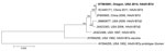 Thumbnail of Phylogenetic analysis of human adenovirus 7 genome type d (HAdV-B7d), Oregon, USA, 2014. Genomic sequences were aligned by using ClustalW implemented in BioEdit version 7.2.5 and the neighbor-joining phylogenetic tree constructed by using MEGA7 software (23,24). Numbers at selected nodes indicate level of support using 1,000 bootstrap replicates. Sequences are identifoed by GenBank accession number, geographic location, year of sample collection, and virus genome type identified. Bo