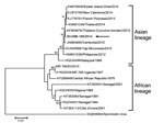 Thumbnail of Phylogenetic tree comparing Zika virus isolate from a patient in Indonesia (ID/JMB-185/2014; arrow) to reference strains from GenBank (accession numbers indicated). The tree was constructed from nucleic acid sequences of 530 bp from the nonstructural protein 5 region by using the minimum evolution algorithm in MEGA 6 (http://www.megasoftware.net). Numbers to the left of the nodes are bootstrap percentages (2,000 replications). Bootstrap values &lt;70 are not shown. The tree was root