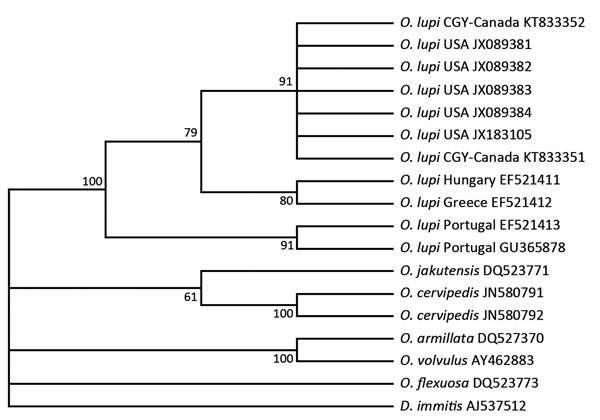 Phylogenetic relationship among the Onchocerca lupi nematode isolates from a dog in Calgary, Alberta, Canada (GeneBank accession nos. KT833351 and KT833352), and other filarial nematodes in the family Onchocercidae on the basis of the mitochondrial NADH dehydrogenase subunit 5 gene. The parsimonious tree depicts reciprocal monophyly of gene sequence derived from O. lupi nematodes from North America and Europe. Bootstrap consensus was inferred from 1,000 replicates. Values along branches are boot