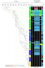 Thumbnail of The OJC-associated lineage of multidrug-resistant Shigella sonnei across time and associated antimicrobial drug resistance. The Bayesian-inferred phylogenetic tree shows the evolutionary relationships of 333 isolates (those for which a fixed date was available) in the OJC-associated lineage since its emergence in the late 1980s. Tree tips overlay the collection date of the isolates. Lane 1 at right shows the country of origin (colors shown in key), and subsequent tracks show the pla