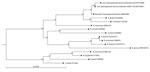Thumbnail of Phylogenetic analysis of Borrelia spp. in ticks, Khammouan Province, Laos. The tree was constructed by using partial nucleotide sequences (299–323 bp) of the flaB gene, the Kimura-80 model, and the neighbor-joining method. Analyses were supported by bootstrap analysis with 1,000 replications. Numbers along branches are bootstrap values. GenBank accession numbers are shown for reference sequences. Sample numbers for each tick are shown in parentheses. Scale bar indicates nucleotide s