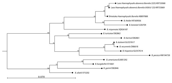 Phylogenetic analysis of Borrelia spp. in ticks, Khammouan Province, Laos. The tree was constructed by using partial nucleotide sequences (299–323 bp) of the flaB gene, the Kimura-80 model, and the neighbor-joining method. Analyses were supported by bootstrap analysis with 1,000 replications. Numbers along branches are bootstrap values. GenBank accession numbers are shown for reference sequences. Sample numbers for each tick are shown in parentheses. Scale bar indicates nucleotide substitutions 
