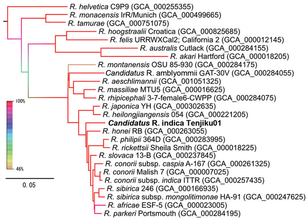 Maximum-likelihood phylogenetic tree of concatenated core genes in 26 Rickettsia spp. strains constructed by using RAxML software version 8.2.0 (http://sco.h-its.org/exelixis/web/software/raxml) with 1,000-fold bootstrapping. Boldface indicates isolate from this study. The color of each branch represents the bootstrapping value. GenBank assembly accession numbers are given in parentheses. Scale bar indicates amino acid changes per position.