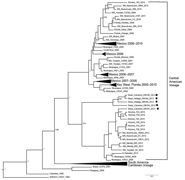 Phylogenetic tree of the 5 dengue virus type 1 isolates obtained from dengue case-patients in southern Texas, 2013. Maximum clade credibility tree inferred from 90 envelope glycoprotein gene sequences: 5 from Texas in 2013 (solid circles), and 85 from GenBank. BEAST version 1.8.2 (http://beast.bio.ed.ac.uk/) was used with strict molecular clock constant population size and 10 million Markov chain Monte Carlo iterations; effective sample size &gt;200. Posterior probabilities &gt;0.50 are shown in