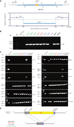 Thumbnail of Molecular dissection for the 89K pathogenic island (PAI) in epidemic Streptococcus suis and the relevant virulence factors, China. A) Scheme for the 89K PAI and the relevant virulence factors on the bacterial chromosome of 05ZYH33, a representative isolate from the 2005 China outbreak in humans. 89K PAI is characterized with a light-blue column in which the important 2-component system-encoding genes (943 and 944) are highlighted in orange. Dashed lines indicate the genomic sequence