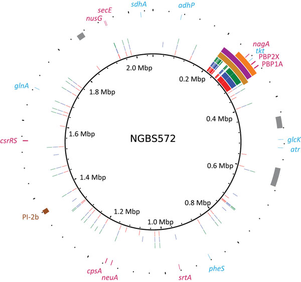 Genome analysis that identified recombination in sequence type (ST) 468 strains of group B Streptococcus. Plotting of polymorphisms identified in ST468 strains (PF-10, PF-17, and PF-18 in red, blue, and green, respectively) relative to the genome of the ST452 strain NGBS572 shows areas of densely clustered polymorphisms between positions 210,000 and 320,000 bp. Genome landmarks, such as mobile genetic elements (gray), multilocus sequence typing genes (light blue), pilus (brown), and virulence ge