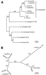 Thumbnail of Phylograms of 16S ribosomal RNA sequences (A) and of multilocus sequence typing (MLST) genes (B) of Borrelia miyamotoi strains from Ixodes ticks collected in California, USA, and selected other Borrelia species. A) Rooted neighbor-joining distance phylogram of observed differences. Percentage support for clades was evaluated by 1,000 bootstrap replications, and values are indicated along branches. The GenBank accession number for the partial 16S ribosomal RNA gene of Sonom53 is KU19
