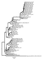 Thumbnail of Phylogenetic analysis of Middle East respiratory syndrome coronavirus (MERS-CoV) isolated from Jordan (Jordan-1-2015; boldface) compared with reference strains. Genome sequences of representative isolates were aligned by using ClustalW, and a phylogenetic tree was constructed by using the PhyML method in Seaview 4 (http://pbil.univ-lyon1.fr/software/seaview); the tree was visualized by using FigTree version 1.3.1 (http://tree.bio.ed.ac.uk/software/figtree). Values at branches show t