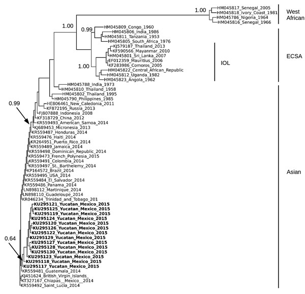 Phylogenetic analysis of chikungunya virus (CHIKV) isolates from Yucatan, Mexico. Analysis was based on a 3,744-nt structural gene region (capsid-E3-E2-6K-E1) of 63 CHIKV isolates, including the 14 isolates from Yucatan. Sequences were aligned by using MUSCLE (11), and the tree was constructed by using the neighbor-joining algorithm as implemented in PHYLIP (12) and using ETE3 (Environment for Tree Exploration 3) (13). Isolates are identified by GenBank accession number, country, and year isolat