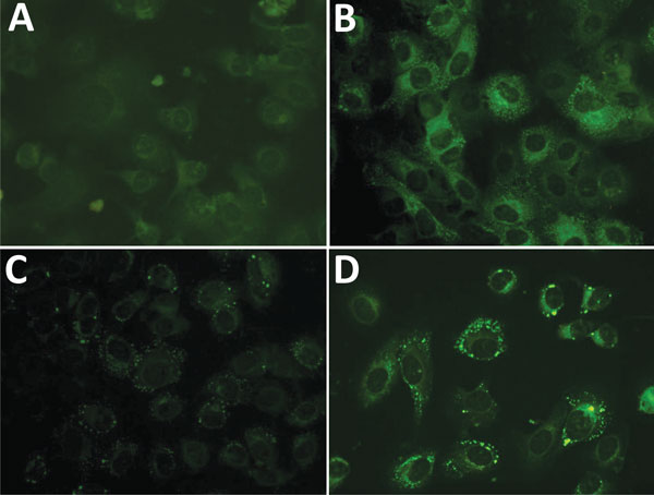 Representative indirect immunofluorescent assays of Vero E6 cells infected with thrombocytopenia syndrome virus from patients in rural areas, South Korea. Indirect immunofluorescent assays were conducted by using serially diluted patient serum as primary antibody and fluorescein isothiocyanate–conjugated antihuman IgG as secondary antibody. A) H1 serum (negative, dilution 1:32, IgG titer &lt;1:32); B) B321 serum (positive, dilution 1:64, IgG titer 1:512); C) H214 serum (positive, dilution 1:32, 