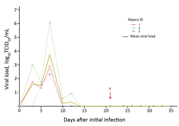 Virus shedding of MERS-CoV from 3 infected alpacas as detected from the deep nasal swab samples by day after initial infection and reinfection. Viral load was estimated from real-time cycle threshold values and a calibration experiment. Arrow indicates day 21, when the animals were reinfected with MERS-CoV. MERS-COV, Middle East respiratory syndrome coronavirus; TCID, tissue culture infective dose.
