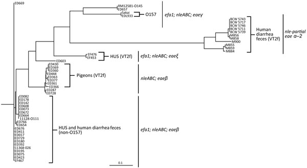Parsimony tree obtained from the core-genome single-nucleotide polymorphism analysis of VT2f-producing verotoxigenic Escherichia coli (VTEC) strains from this study compared with VTEC belonging to the most relevant serogroups with publicly available sequences. In detail: 2 VTEC O157:H7 strains, EDL933 and Sakai (GenBank accession nos. NZ_CP008957.1 and NC_002695.1); 1 O26:H6, strain 11368 (accession no. NC_013361.1); 1 O145:H28, strain RM12581 (accession no. NZ_CP007136.1); and 1 O111:H-, strain