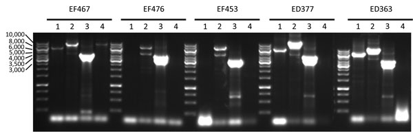 Long PCR analysis of the VT2f phage of verotoxigenic Escherichia coli (VTEC) strains isolated from fecal samples from humans with hemolytic uremic syndrome (EF467, EF476, EF453) and from pigeon feces (ED363, ED377). Numbers at left indicate bps; lane numbers indicate PCR 1 to PCR 4. The expected size of the amplicons were 6,331 bp (PCR 1), 8,166 bp (PCR 2), 3,927 bp (PCR 3), and 8,808 bp (PCR 4).