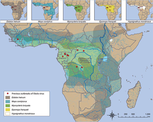 Relationship between location of index case in Ebola virus (Zaire ebolavirus) outbreaks and putative reservoir distribution. Ebola virus outbreaks (red dots) and distribution of Eidolon helvum, Mops condylurus, Myonycteris torquata, Epomops franqueti, and Hypsignathus monstrosus bats. Data are from the Centers for Disease Control and Prevention’s Viral Special Pathogens Branch and the International Union for the Conservation of Nature.