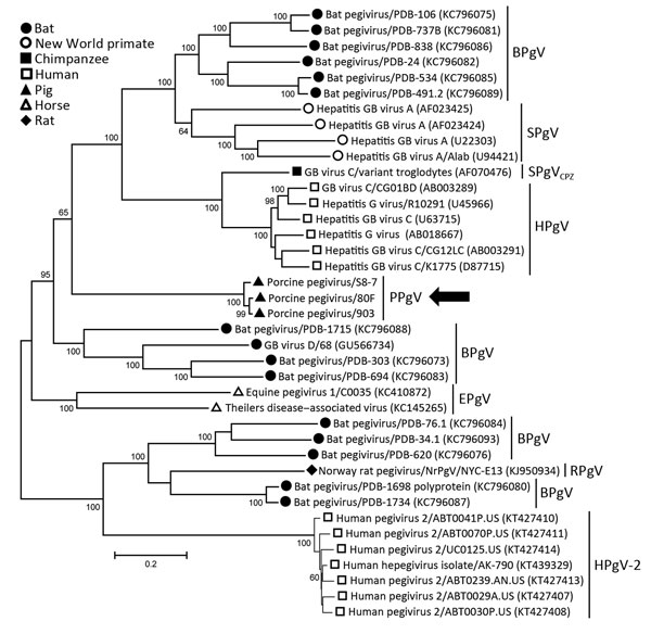 Phylogenetic analyses of human and animal pegiviruses, Germany. We constructed a maximum-likelihood tree on the basis of the complete coding region and used the general time reversible model for modeling of substitutions. Bootstrap analysis was performed with 200 replicates. Numbers along branches are percentage bootstrap values. GenBank accession numbers are in parentheses. Arrow indicates strain isolated in this study. Scale bar indicates nucleotide substitutions per site. BPgV, bat pegivirus,