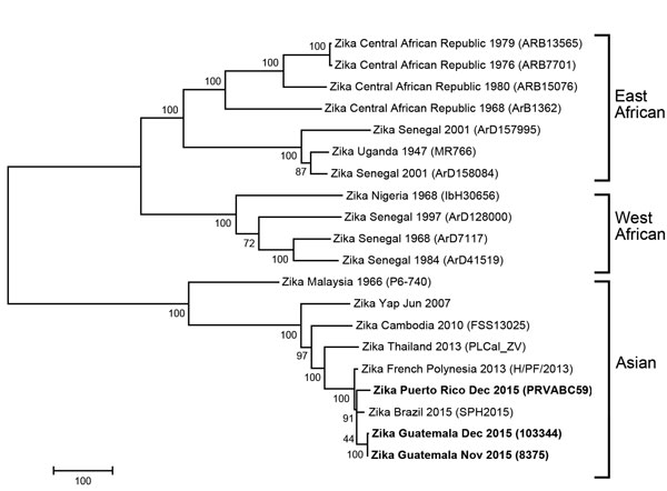 Phylogenetic tree of Zika virus isolates identified from Guatemala and Puerto Rico in December 2015 (indicated in boldface) compared with reference isolates obtained from GenBank. The isolates from Guatemala and Puerto Rico grouped with other Asian genotype viruses. The tree was derived by neighbor-joining methods (bootstrapped 1,000 times) using complete-genome sequences. Location, year identified, and GenBank strain identification for the viruses used in tree construction are shown. Scale bar 