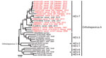 Thumbnail of Phylogenetic analysis of Orthohepevirus A sequences. The analysis comprised partial hepatitis E virus (HEV) sequences (283 nt from the RNA-dependent RNA polymerase region) from this study, representatives of Orthohepevirus A genotypes 1–7 and Orthohepevirus C (GenBank accession no. GU345042) as an outgroup. The phylogenetic tree was calculated with MEGA 6.0 (http://www.megasoftware.net) by using the neighbor-joining algorithm and a nucleotide percentage distance substitution model. 