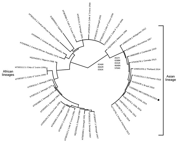 Phylogenetic analysis of nonsegmented protein 5 partial sequences of ZIKV isolated from a traveler returning from Colombia to Mexico (MEX/InDRE/14/2015; black dot), October 2015, showing close relationship Zika virus strains reported from Brazil and Suriname in 2015. We determined the evolutionary relationship implementing the maximum likelihood statistical algorithm and the Tamura-Nei substitution model using MEGA6 (http://www.megasoftware.net). The tree was created by using FigTree version 1.4