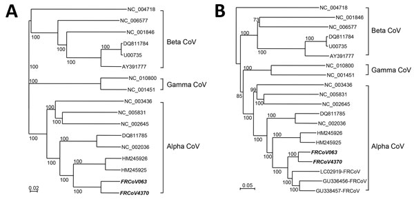 Phylogenetic relationships between ferret coronaviruses (FrCoVs, shown in bold italics) and other known coronaviruses (CoVs). A) Complete genome; B) partial 3′-terminus genome. The nucleic acid sequence alignment was performed using ClustalX version 1.81 (http://www.clustal.org). The genetic distance was calculated by Kimura’s 2-parameter method. Phylogenetic trees with 1,000 bootstrap replicates were generated by the neighbor-joining method (Njplot 2.3, http://njplot.sharewarejunction.com/). (C