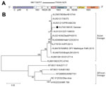Thumbnail of Phylogenetic analysis of partial sequences of Zika virus for an imported case of Zika virus infection in a traveler returning to China from Caracas, Venezuela, February 2016, compared with selected other strains from GenBank. A) Schematic diagram showing the contiguous sequence, obtained from de novo assembly and BLAST (http://blast.ncbi.nlm.nih.gov/Blast.cgi), targeted at the 3′ terminus of nonstructural protein 2B and the 5′ terminus of nonstructural protein 3 genes (figure not dr