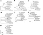 Thumbnail of Phylogenetic trees of the 7 genomic segments of D/bovine/Ibaraki/7768/2016 (bold underline) at the nucleotide level. A) Polymerase basic protein 2; B) polymerase basic protein 1; C) polymerase protein 3; D) hemagglutinin-esterase-fusion protein; E) nucleoprotein; F) matrix protein; G) nonstructural protein. Maximum-likelihood analysis, in combination with 500 bootstrap replicates, was used to derive trees based on nucleotide sequences of the genome segments. Bootstrap values are sho