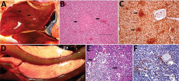 Gross, histopathologic, and immunohistochemical (IHC) findings in common eider (Somateria mollissima) ducklings experimentally infected with Wellfleet Bay virus (2 days postinoculation). A) Liver, enlarged, showing multifocal pinpoint areas of necrosis (arrows). B) Hematoxylin and eosin stain of liver tissue, showing focal hepatocellular necrosis (arrows). C) IHC stain of liver tissue, showing positive immunolabeling for Wellfleet Bay virus with multifocal staining of hepatocytes (arrows). D) Pa