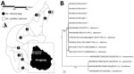 Thumbnail of Survey of Leishmania spp. infection in dogs in Arenitas Blancas, Salto, Uruguay. A) Surveyed area in the locality of Arenitas Blancas in Salto, Uruguay. White squares represent the location of Lutzomia longipalpis sand fly captures, and black circles represent domiciles in which infected dogs were found; numbers indicate number of Leishmania spp.–infected sand flies or dogs at that location. B) Neighbor-joining phylogenetic tree obtained from the analysis of Leishmania internal tran