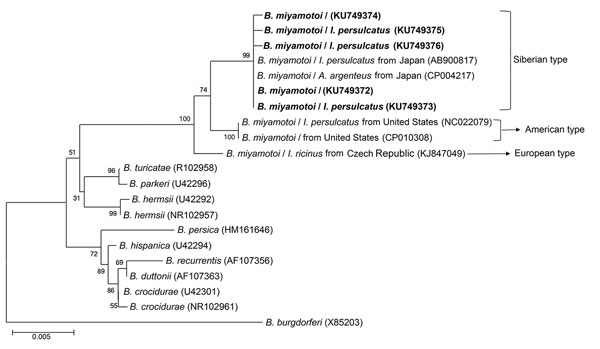 Phylogenetic tree based on nucleotide sequences of the 16s rRNA (1,400-bp) genes of Borrelia miyamotoi isolates from humans and ticks in northeastern China, May 2013–June 2015, and comparison sequences. Boldface indicates the B. miyamotoi identified in this study; GenBank accession numbers are provided for all isolates. Neighbor-joining trees were constructed by using the maximum-likelihood method in MEGA software version 6.0 (http://www.megasoftware.net). Scale bar indicates estimated evolution