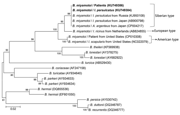 Phylogenetic analyses based on nucleotide sequences of the glycerophosphodiester phosphodiesterase (461-bp) genes of Borrelia miyamotoi isolates from humans and ticks in northeastern China, May 2013–June 2015, and comparison sequences. Boldface indicates the B. miyamotoi identified in this study; GenBank accession numbers are provided for all isolates. Neighbor-joining trees were constructed by using the maximum-likelihood method in MEGA software version 6.0 (http://www.megasoftware.net). Scale 