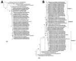 Thumbnail of Phylogenetic analysis of chikungunya virus (CHIKV) isolates from imported cases of chikungunya in Taiwan, 2006–2014. Trees show genetic relationships of the Asian genotype (A) and East/Central/South African genotype (B) of CHIKV isolates; clusters are shown in (B). Trees were generated by using nucleotide sequences (3,747 bp) of complete structural protein genes C-E3-E2-6K-E1 (capsid–envelope–6K) of CHIKV strains. Sequences obtained in this study are indicated in bold. Viruses are i