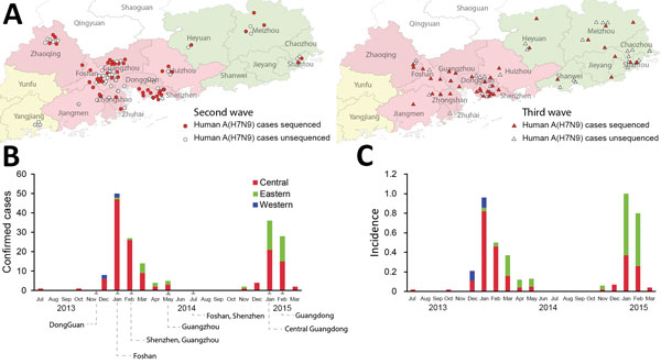 Avian influenza A(H7N9) infection in humans, Guangdong, China, 2013–2015. A) Geographic distribution of H7N9 in humans during the second (June 2013–May 2014) and third (June 2014–May 2015) waves. Confirmed cases in humans identified during the second wave are marked with circles and during the third wave with triangles. H7N9 isolates newly sequenced in this study are highlighted in red. Pink and green shading indicates city prefectures in central and eastern Guangdong Province, respectively. B) 
