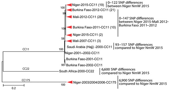 Phylogenetic tree of a subset of the Neisseria meningitidis serogroup W (NmW) isolates, labeled with country of origin, year of isolation, and clonal complex (CC). Clades comprising isolates from a single country and year are collapsed, with the isolate count in parentheses. Internal nodes are labeled with bootstrap values, and the number of single nucleotide polymorphisms (SNPs) distinguishing different groups is provided at right. The scale bar is based on the 11,324 positions in the core SNP 