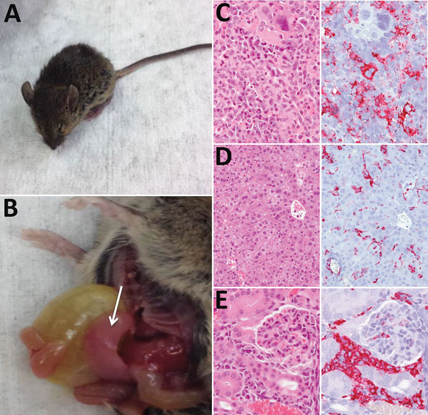 Pathologic changes associated with infection of interferon-α/β/γ receptor–deficient (Ag129) mice with Heartland virus (HRTV). A) Mouse showing typical clinical signs of HRTV infection (ruffled fur, hunched posture, and squinting eyes). B) Dissected mouse showing an enlarged pale spleen (arrow). C–E) Hematoxylin and eosin staining (left panels) and immunohistochemical staining (right panels) for HRTV nucleocapsid protein of spleen (C), liver (D), and kidney (E) of Ag129 mice at 5–7 days postinocu