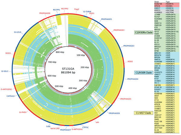 Genome similarities to the Escherichia coli sequence type (ST) 131 genomic islands and the C1-M27 clade–specific region. Rings drawn by BRIG show the presence of these regions. Colored segments indicate &gt;90% similarity and gray segments indicate &gt;70% similarity by BLAST comparison between the regions of interest and each genome. Extended-spectrum β-lactamase types are indicated in parentheses of Type column. The regions from Flag2 to GI-lueX were found in EC958, the prophage 8 region was f