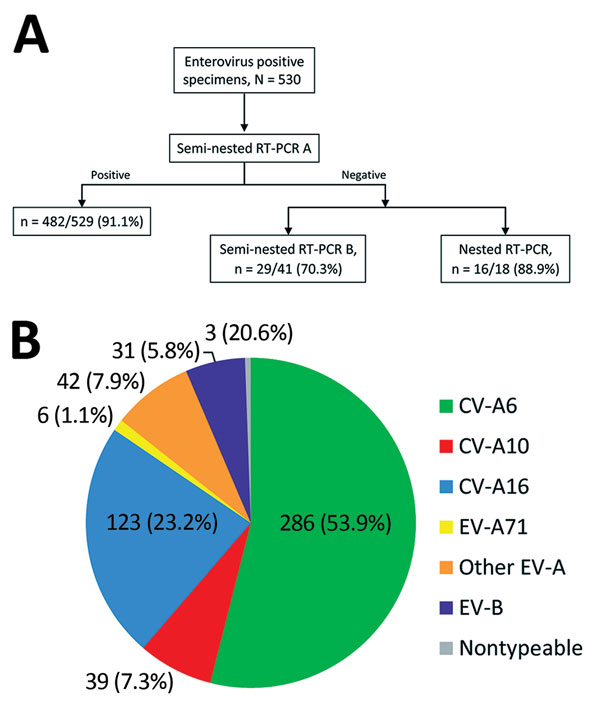 Methodologic approach for enterovirus genotyping and distribution of types associated with hand, foot and mouth disease and herpangina, France, April 2014–March 2015. A) Semi-nested reverse transcription PCR (RT-PCR) A using primers specifically developed for enterovirus types belonging to the EV-A species was first performed for all clinical samples except 1. For this sample, the viral load was low, and the nested RT-PCR described by Nix et al. (27) was performed directly. If the semi-nested RT