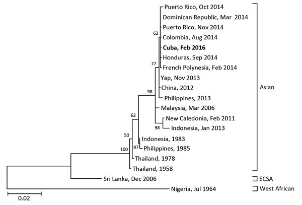 Phylogenetic analysis of the chikungunya virus sequence obtained from a patient returning to Japan (in bold) from Cuba in February 2016, compared with reference sequences. Virus lineages are shown at right. Scale bar represents substitutions per nucleotide position. ECSA, Eastern/Central/South African lineage.