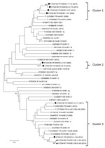 Thumbnail of Phylogenetic tree of hepatitis E virus (HEV) sequences identified in samples from wild boars and pigs from Corsica. All 10 HEV sequences (GenBank accession nos. KT334188–KT334197) corresponding to the open reading frame 2 capsid nucleotides 6044–6334 of the reference sequence AF082843, were obtained by Sanger dideoxy sequencing, from wild boars (WB, black circles) or pigs (S, triangles). Sequences were aligned with Muscle (MEGA6, http://www.megasoftware.net) with the 5 closest seque