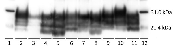 Western blot characterization of the inocula used to inoculate reindeer and brainstem samples from representative reindeer from each experimental group in study of chronic wasting disease transmission. Scrapie prion protein (PrPSc) immunodetection using the monoclonal antibody 6H4. Positive Western blot results demonstrate a 3-band pattern (diglycosylated, highest; monoglycosylated, middle; and nonglycosylated, lowest) that is characteristic of prion diseases. Lanes: 1, biotinylated protein mark