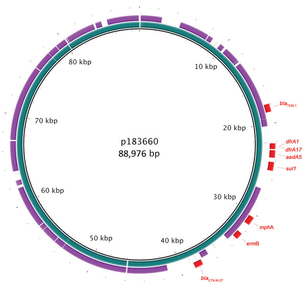 Genomic plot of multidrug-resistance plasmid p183660 (inner ring, blue) from a man in England infected with Shigella sonnei compared with pKSR100 (outer ring, purple), a multidrug-resistance plasmid from a case of S. flexneri 3a infection occurring among men who have sex in men (4). Drug-resistant elements from p183660 are shown in red. Plot produced by using BLAST Ring Image Generator (5).