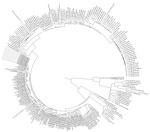 Thumbnail of Maximum-likelihood phylogeny showing isolates from a cluster of 9 cases (gray shading) of Shigella sonnei infection among men who have sex with men in England, 2015. For context, 246 S. sonnei isolates that are representatives from each t25 cluster were included in the comparison. Isolates are labeled by single nucleotide polymorphism address.