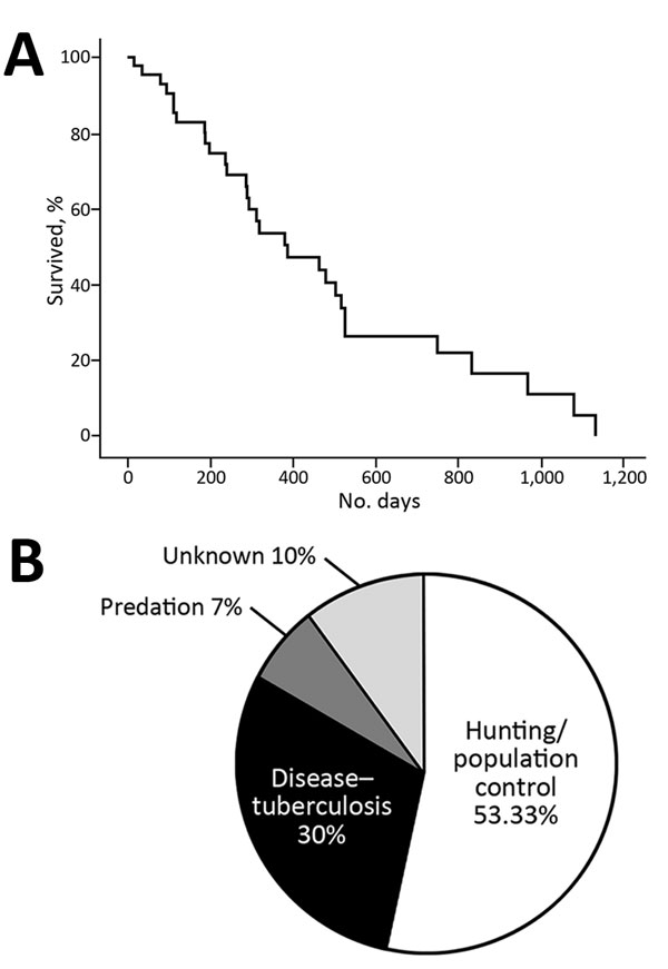 Total survival probability and the main causes of death among wild boars (Sus scrofa), Spain, 2009–2014. A) Kaplan-Meier survival curve representing the proportion of adult wild boars alive over time for all the animals studied. B) Percentage of each cause of death among wild boars (i.e., when considering only all dead animals).