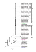 Thumbnail of Whole-genome phylogeny of African horse sickness (AHS) viruses identified in AHS outbreaks in Western Cape Province, South Africa, 2004–2014. Maximum-likelihood phylogenetic tree indicating the genetic relationships of concatenated whole genome nucleotide sequences of AHS viruses from affected horses in the 2004, 2011, and 2014 outbreaks in the AHS controlled area in Western Cape Province to the AHS live, attenuated vaccine viruses and reference viruses. Branches are scaled to repre