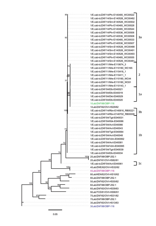 Whole-genome phylogeny of African horse sickness (AHS) viruses identified in AHS outbreaks in Western Cape Province, South Africa, 2004–2014. Maximum-likelihood phylogenetic tree indicating the genetic relationships of concatenated whole genome nucleotide sequences of AHS viruses from affected horses in the 2004, 2011, and 2014 outbreaks in the AHS controlled area in Western Cape Province to the AHS live, attenuated vaccine viruses and reference viruses. Branches are scaled to represent numbers 