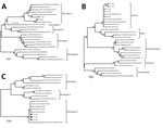 Thumbnail of Phylogenetic tree of dengue virus (DENV) isolates obtained from children with meningitis during dengue epidemics, Brazil, 2014–15. A) DENV-1; B) DENV-2; C) DENV-3. The neighbor-joining tree was constructed based on the partial NS5 gene sequences. Sequences from this study (black circles in panel A, diamonds in panel B, squares in panel C) were compared with sequences retrieved from GenBank (accession numbers shown in parentheses).