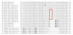 Thumbnail of Nucleotide sequences of partial Kex gene exons of Lacazia loboi (Ll) and Paracoccidioides brasiliensis (Pb), including pathogen DNA sequences isolated from bottlenose dolphins, Indian River Lagoon, Florida, USA, and P. lutzii (Pl) containing mismatches (bold) and unique gaps. Red box indicates DNA sequences missing a nucleotide present in P. brasiliensis from humans. Numbers before and after sequences indicate nucleotide location of the depicted epitope. –, deletion.
