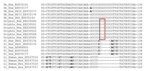 Nucleotide sequences of partial Kex gene exons of Lacazia loboi (Ll) and Paracoccidioides brasiliensis (Pb), including pathogen DNA sequences isolated from bottlenose dolphins, Indian River Lagoon, Florida, USA, and P. lutzii (Pl) containing mismatches (bold) and unique gaps. Red box indicates DNA sequences missing a nucleotide present in P. brasiliensis from humans. Numbers before and after sequences indicate nucleotide location of the depicted epitope. –, deletion.