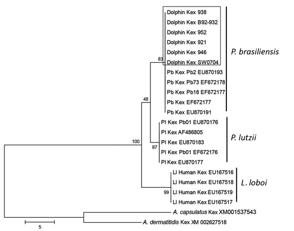 Unrooted maximum-parsimony phylogenetic tree of partial Kex gene sequences of Paracoccidioides brasiliensis (Pb) from 6 bottlenose dolphins, Indian River Lagoon, Florida, USA, with skin granulomas and homologous sequences of P. brasiliensis, P. lutzii (Pl), and Lacazia loboi (Ll) available in GenBank. Ajellomyces capsulatus and A. dermatitidis homologous sequences were used as outgroups. Strain names or accession numbers are shown. Numbers along branches are bootstrap values for 1,000 resampling