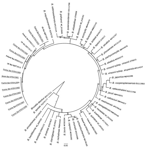 Phylogenetic analysis of citrate synthase (gltA) gene sequences of 12 Bartonella spp. variants detected in bats from France and Spain (underlined) compared with sequences from GenBank. All 12 of these variants clustered with zoonotic B. mayotimonensis.